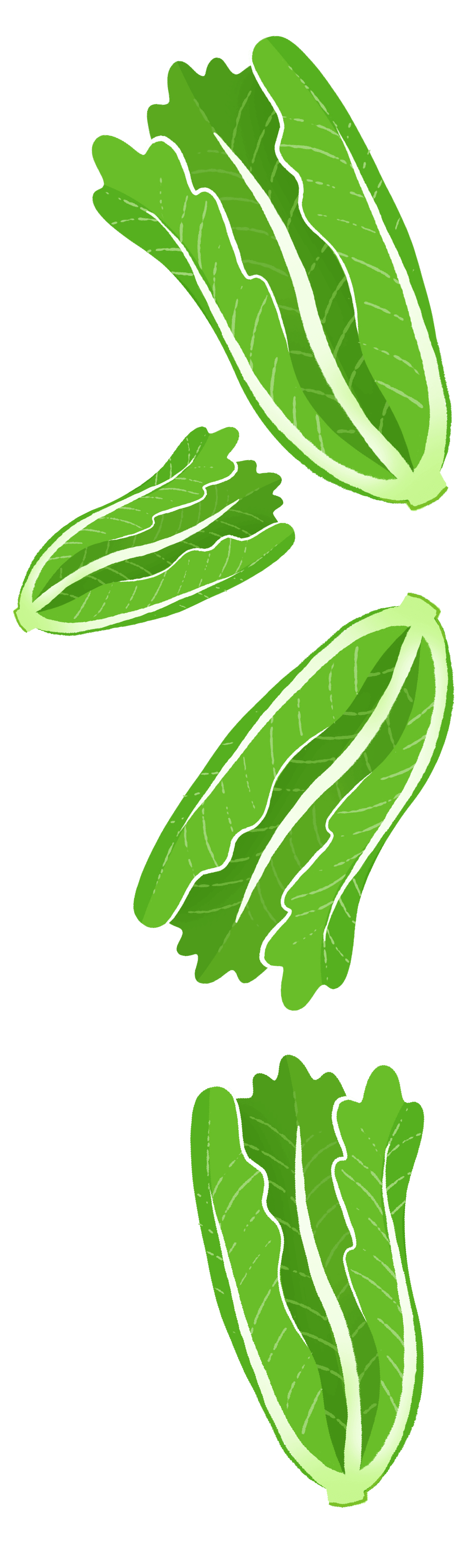 multi lettuce