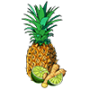 tropical ginger illustration